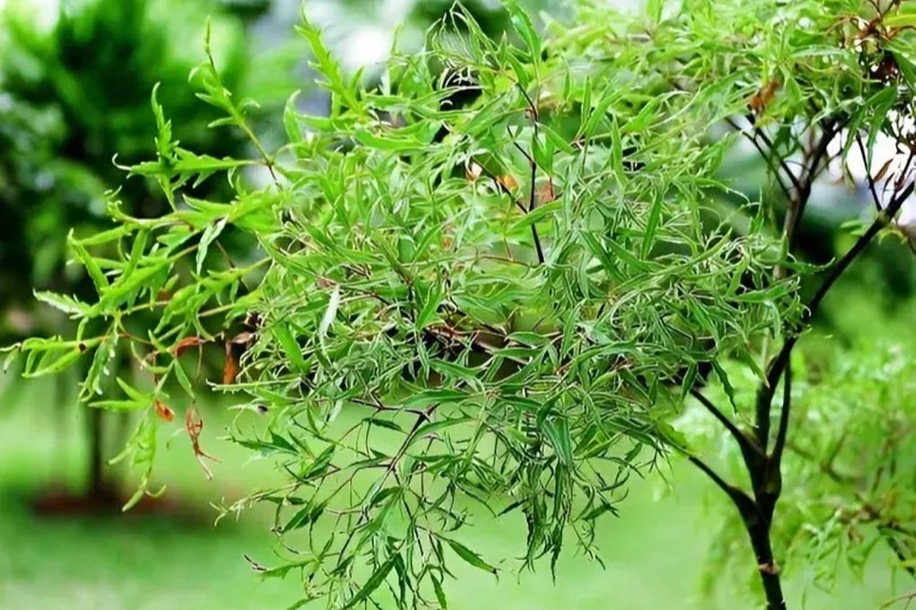 Tin tức 1