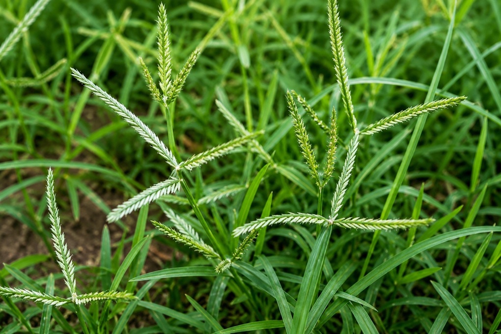 Tin tức 1