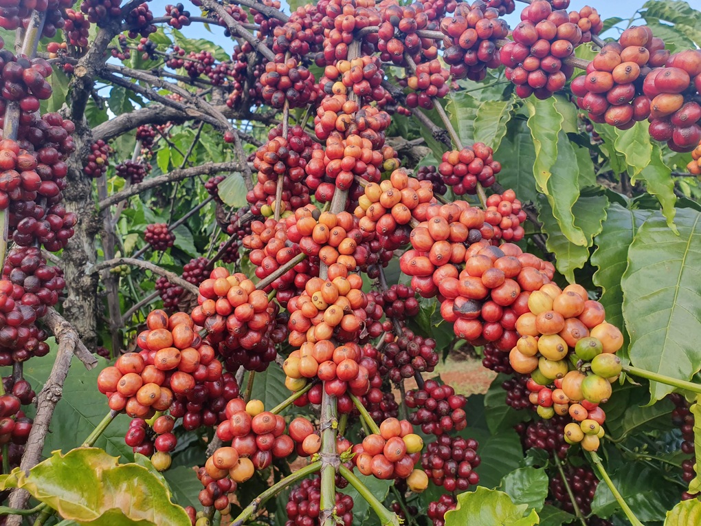Tin tức 1